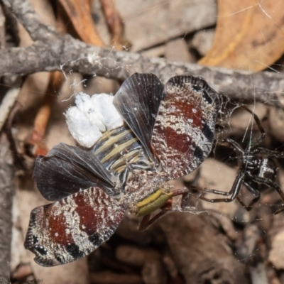 Latrodectus hasselti (Redback Spider) at Black Mountain - 23 Nov 2021 by Roger