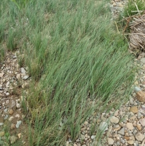 Carex bichenoviana at Jerrabomberra, ACT - 22 Nov 2021