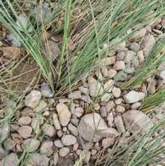 Carex bichenoviana at Jerrabomberra, ACT - 22 Nov 2021