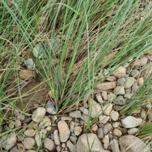 Carex bichenoviana at Jerrabomberra, ACT - 22 Nov 2021