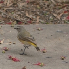 Acanthiza chrysorrhoa (Yellow-rumped Thornbill) at Conder, ACT - 23 Nov 2021 by Gardener