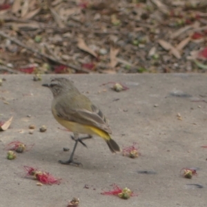 Acanthiza chrysorrhoa at Conder, ACT - 23 Nov 2021