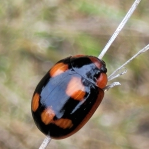 Paropsisterna beata at Stromlo, ACT - 23 Nov 2021