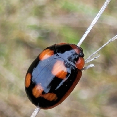 Paropsisterna beata (Blessed Leaf Beetle) at Piney Ridge - 23 Nov 2021 by tpreston