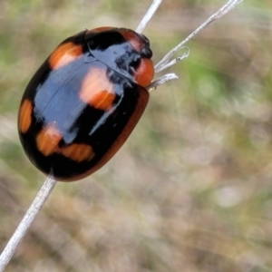 Paropsisterna beata at Stromlo, ACT - 23 Nov 2021