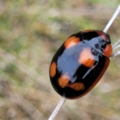 Paropsisterna beata at Stromlo, ACT - 23 Nov 2021