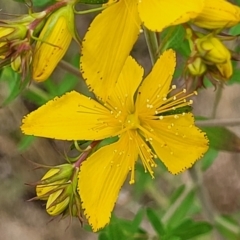 Hypericum perforatum (St John's Wort) at Stromlo, ACT - 23 Nov 2021 by tpreston