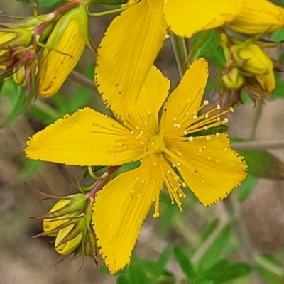 Hypericum perforatum (St John's Wort) at Stromlo, ACT - 23 Nov 2021 by trevorpreston