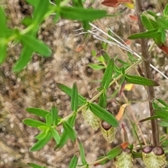 Hypericum perforatum at Stromlo, ACT - 23 Nov 2021 04:36 PM