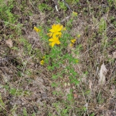 Hypericum perforatum at Stromlo, ACT - 23 Nov 2021