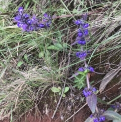 Ajuga australis (Austral Bugle) at Mount Majura - 22 Nov 2021 by walter