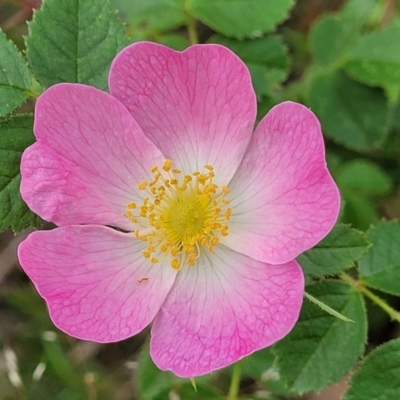 Rosa rubiginosa (Sweet Briar, Eglantine) at Stromlo, ACT - 23 Nov 2021 by trevorpreston