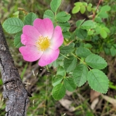 Rosa rubiginosa at Stromlo, ACT - 23 Nov 2021