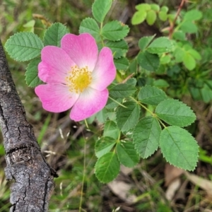 Rosa rubiginosa at Stromlo, ACT - 23 Nov 2021 04:33 PM