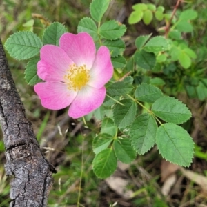 Rosa rubiginosa at Stromlo, ACT - 23 Nov 2021
