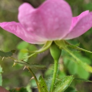 Rosa rubiginosa at Stromlo, ACT - 23 Nov 2021 04:33 PM