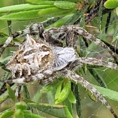Backobourkia sp. (genus) (An orb weaver) at Piney Ridge - 23 Nov 2021 by tpreston