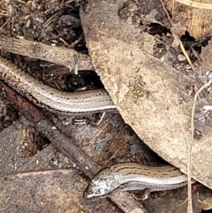 Hemiergis talbingoensis (Three-toed Skink) at Stromlo, ACT - 23 Nov 2021 by trevorpreston