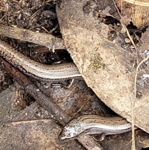 Hemiergis talbingoensis at Stromlo, ACT - 23 Nov 2021 04:31 PM