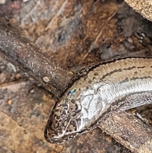 Hemiergis talbingoensis at Stromlo, ACT - 23 Nov 2021