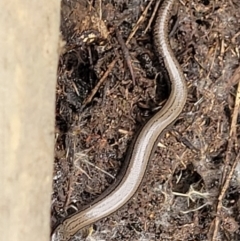 Hemiergis talbingoensis at Stromlo, ACT - 23 Nov 2021 04:31 PM