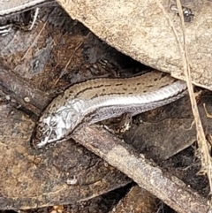 Hemiergis talbingoensis at Stromlo, ACT - 23 Nov 2021