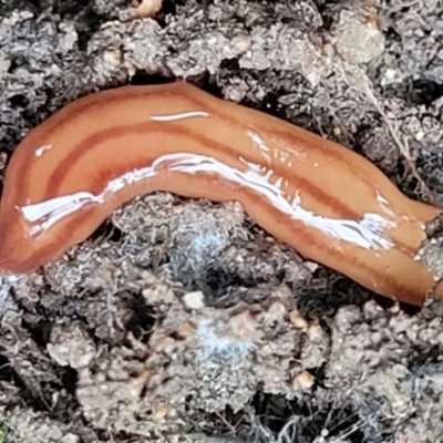 Anzoplana trilineata (A Flatworm) at Stromlo, ACT - 23 Nov 2021 by trevorpreston