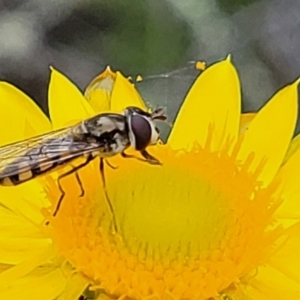 Melangyna viridiceps at Molonglo Valley, ACT - 23 Nov 2021