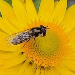 Melangyna viridiceps at Molonglo Valley, ACT - 23 Nov 2021