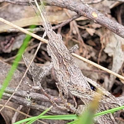 Coryphistes ruricola (Bark-mimicking Grasshopper) at Molonglo Valley, ACT - 23 Nov 2021 by trevorpreston