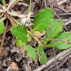 Goodenia hederacea subsp. hederacea at Molonglo Valley, ACT - 23 Nov 2021