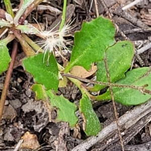 Goodenia hederacea subsp. hederacea at Molonglo Valley, ACT - 23 Nov 2021 04:25 PM