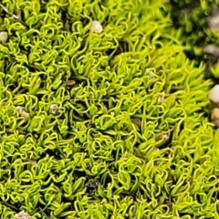 Pottiaceae (family) (A moss) at Stromlo, ACT - 23 Nov 2021 by tpreston