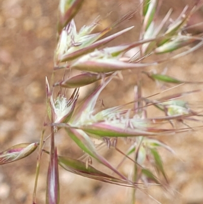 Rytidosperma sp. (Wallaby Grass) at Molonglo Valley, ACT - 23 Nov 2021 by tpreston