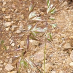 Rytidosperma sp. at Molonglo Valley, ACT - 23 Nov 2021