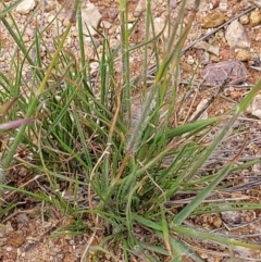 Rytidosperma sp. at Molonglo Valley, ACT - 23 Nov 2021