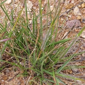 Rytidosperma sp. at Molonglo Valley, ACT - 23 Nov 2021 04:24 PM