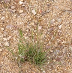 Rytidosperma sp. at Molonglo Valley, ACT - 23 Nov 2021