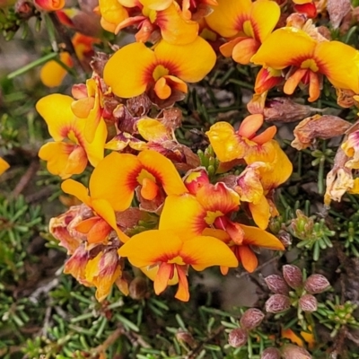 Dillwynia phylicoides (A Parrot-pea) at Block 402 - 23 Nov 2021 by trevorpreston