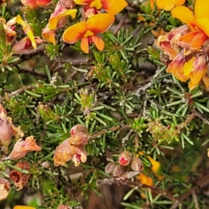 Dillwynia phylicoides at Molonglo Valley, ACT - 23 Nov 2021