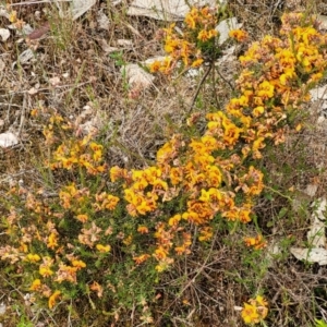 Dillwynia phylicoides at Molonglo Valley, ACT - 23 Nov 2021