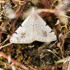 Dichromodes estigmaria (Pale Grey Heath Moth) at Molonglo Valley, ACT - 23 Nov 2021 by tpreston
