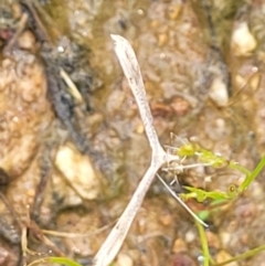 Platyptilia celidotus (Plume Moth) at Molonglo Valley, ACT - 23 Nov 2021 by trevorpreston