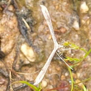 Platyptilia celidotus at Molonglo Valley, ACT - 23 Nov 2021 04:22 PM