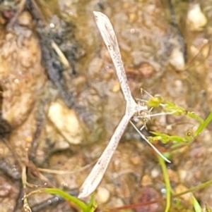 Platyptilia celidotus at Molonglo Valley, ACT - 23 Nov 2021