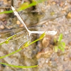 Platyptilia celidotus at Molonglo Valley, ACT - 23 Nov 2021 04:22 PM