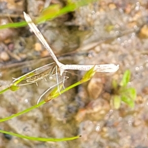 Platyptilia celidotus at Molonglo Valley, ACT - 23 Nov 2021