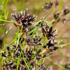 Schoenus apogon (Common Bog Sedge) at Molonglo Valley, ACT - 23 Nov 2021 by tpreston