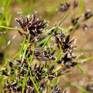 Schoenus apogon at Molonglo Valley, ACT - 23 Nov 2021