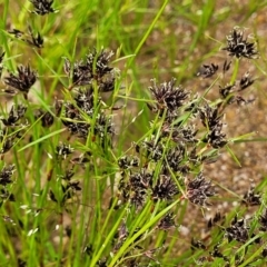 Schoenus apogon at Molonglo Valley, ACT - 23 Nov 2021